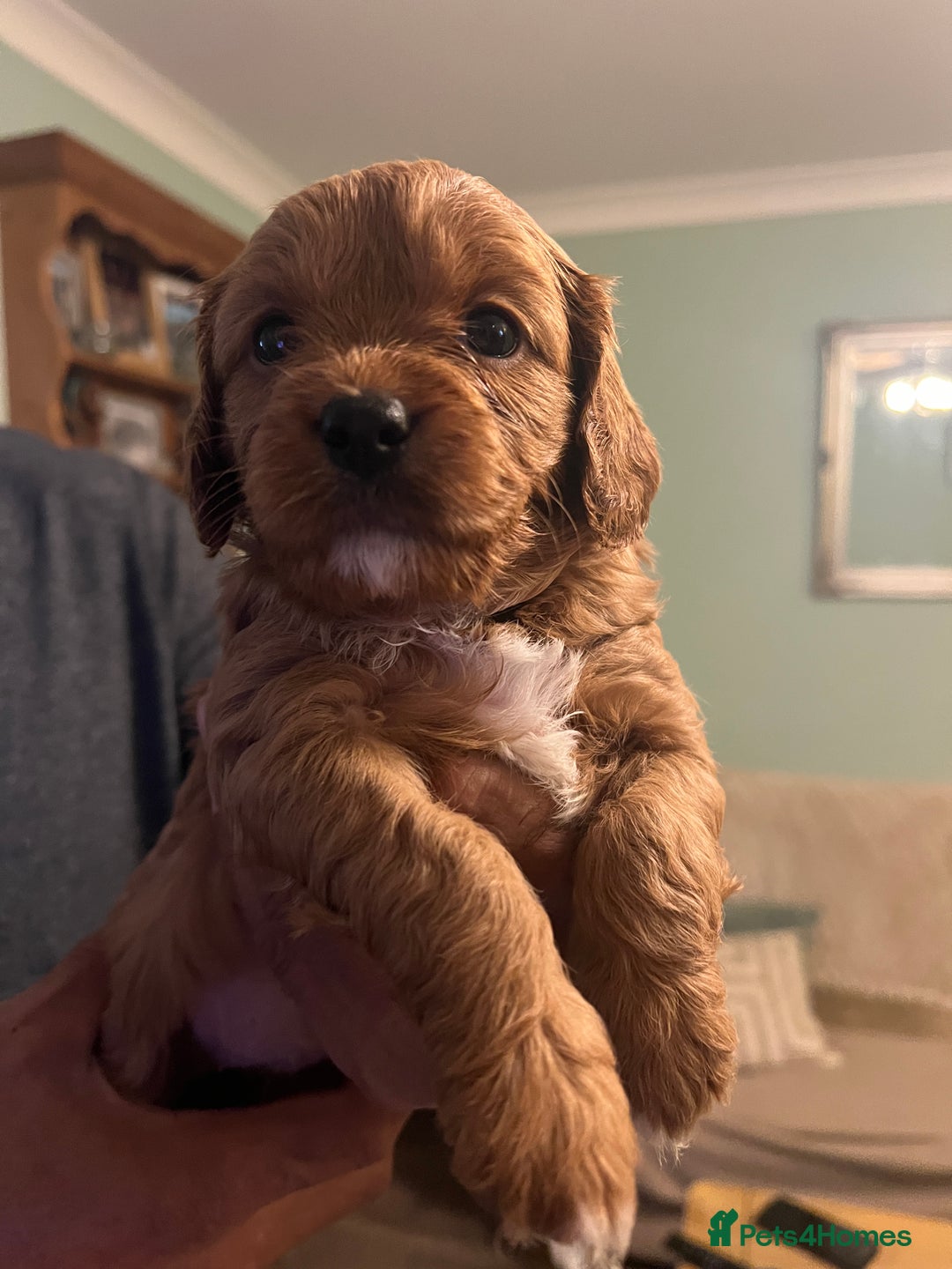 Cavapoo dogs for sale: Gorgeous Cavapoo's 2 available  - Image 23