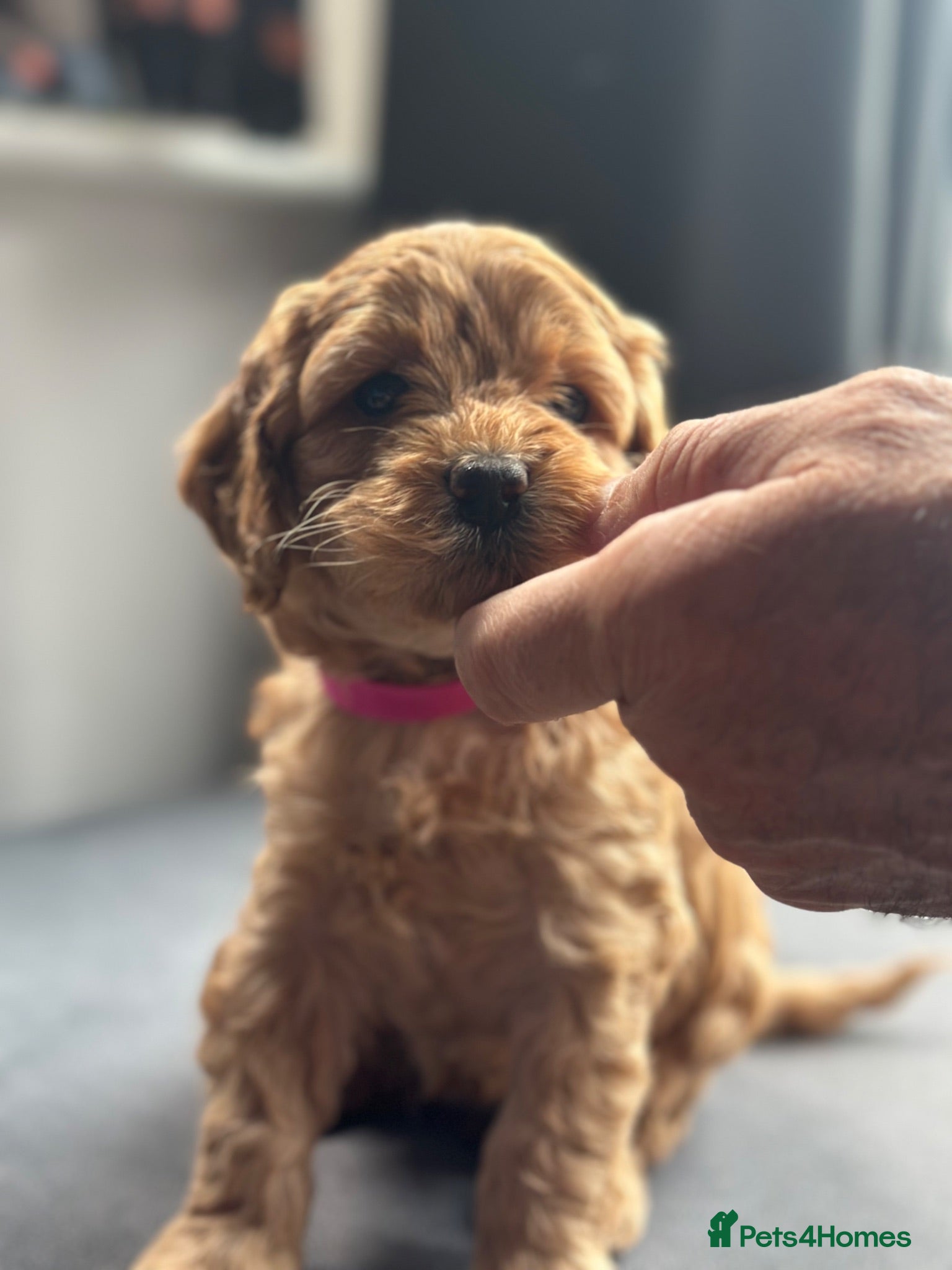 Cavapoo dogs Outstanding Cavapoo puppies - Advert 13