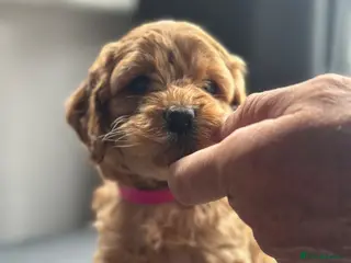 Cavapoo dogs Outstanding Cavapoo puppies - Advert 13