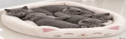 British Shorthair cats for sale: TICA- Registered Female British Shorthair Kitten🐾 - Advert 2