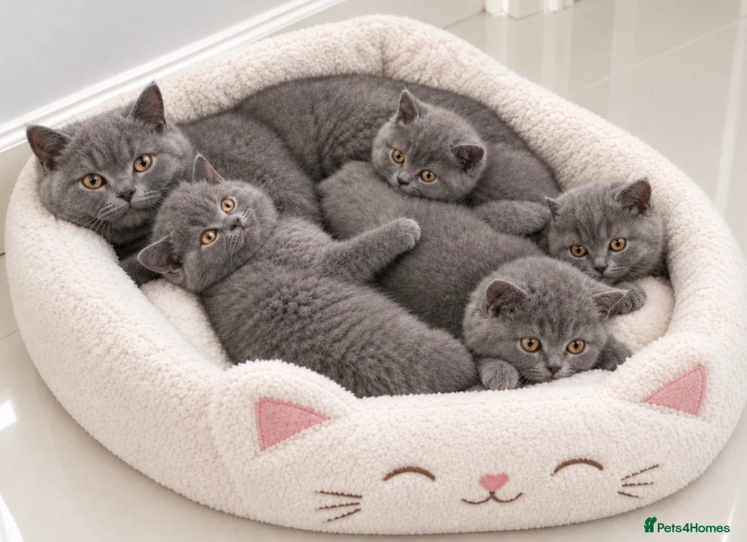 British Shorthair cats for sale: TICA- Registered Female British Shorthair Kitten🐾 - Advert 2