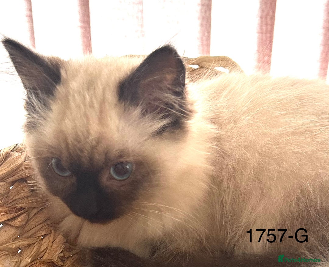 Ragdoll cats for sale: Gorgeous Ragdolls - Advert 11
