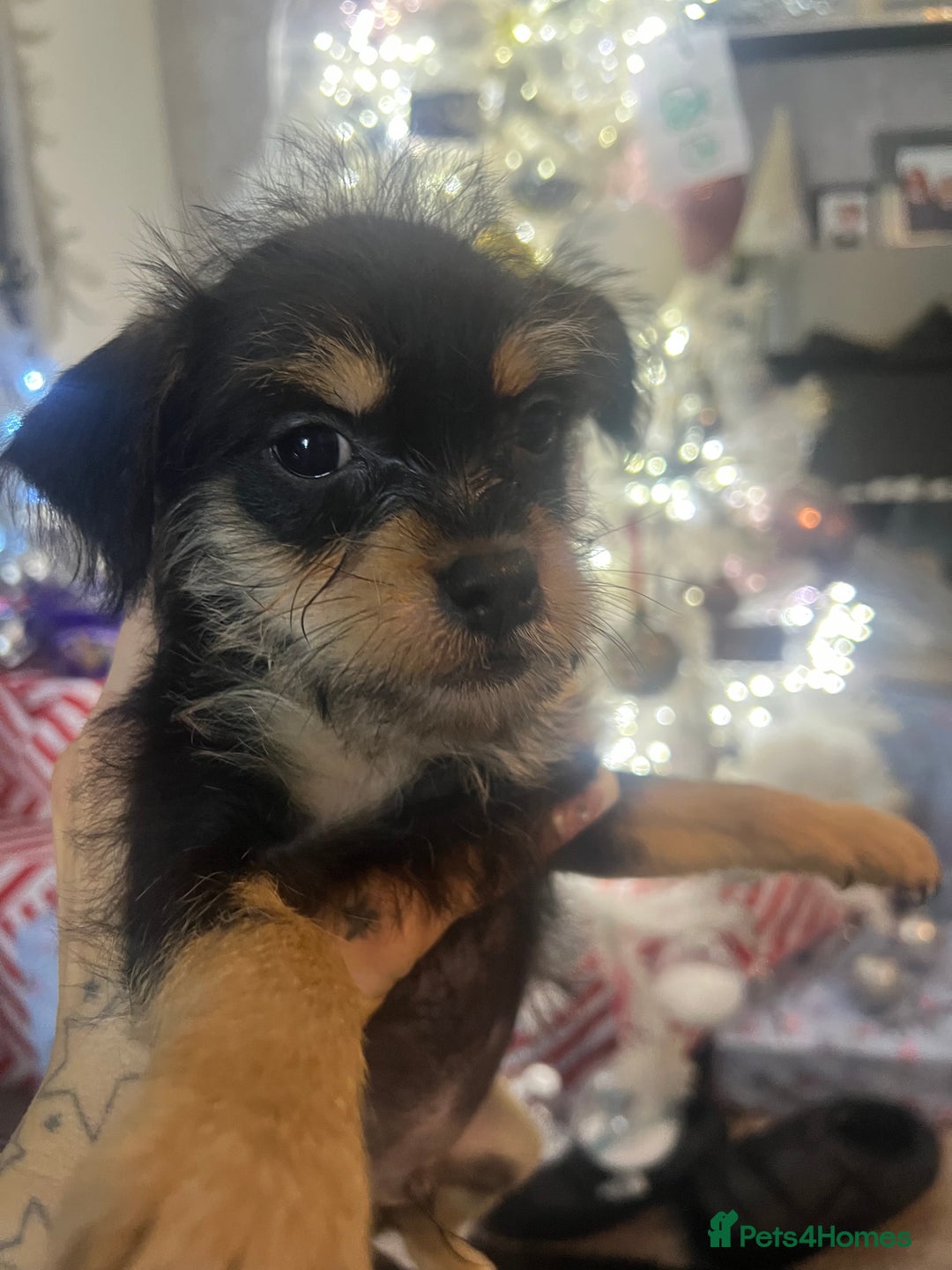 Mixed Breed dogs for sale: Jackapoo frenchy - Advert 11