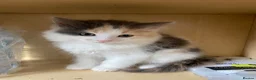Mixed Breed cats for sale: 4 Beautiful Kittens Ready for Their Forever Homes in Manchester - Advert 2
