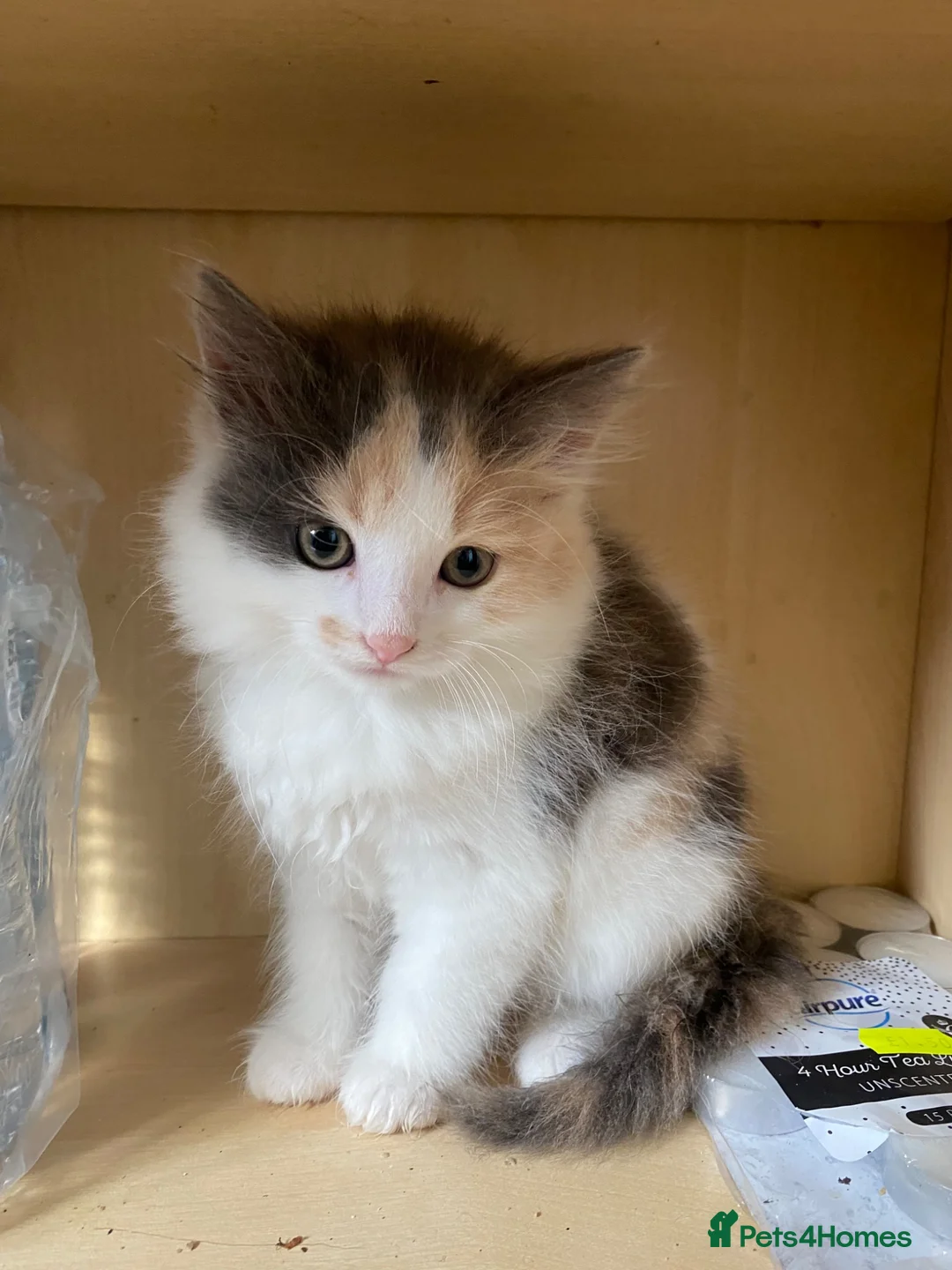 Mixed Breed cats for sale: 4 Beautiful Kittens Ready for Their Forever Homes in Manchester - Advert 2