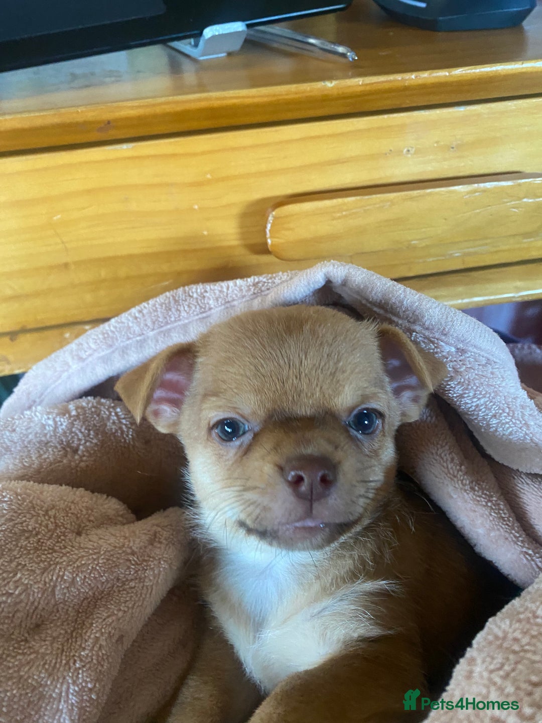 Chorkie dogs for sale: Chorkies - Advert 3