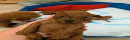 Toy Poodle dogs for sale: Pedigree Toy Poodle Puppies - Advert 4