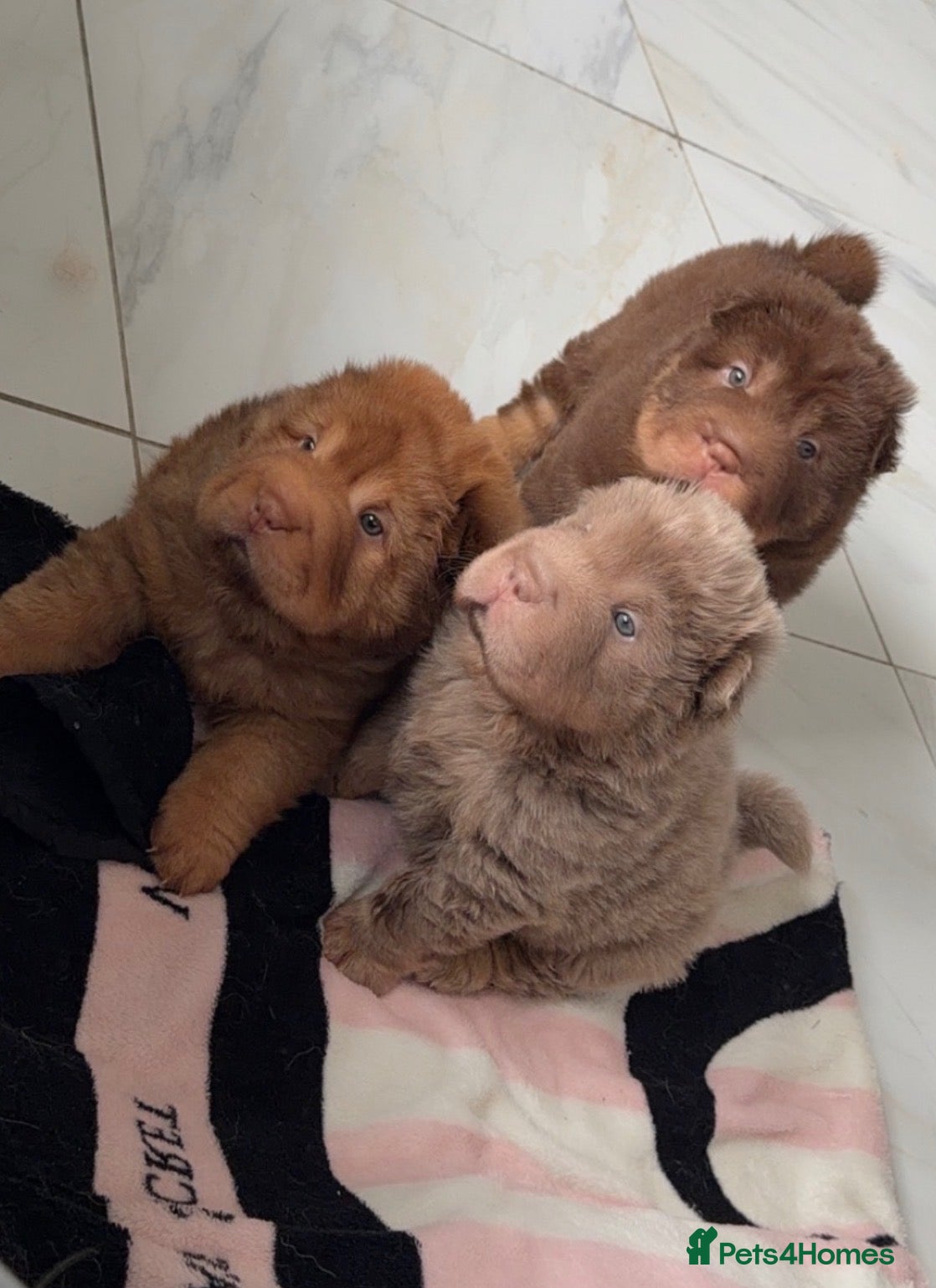 Shar Pei dogs 3 gorgeous bear coat Shar-Pei - Advert 2