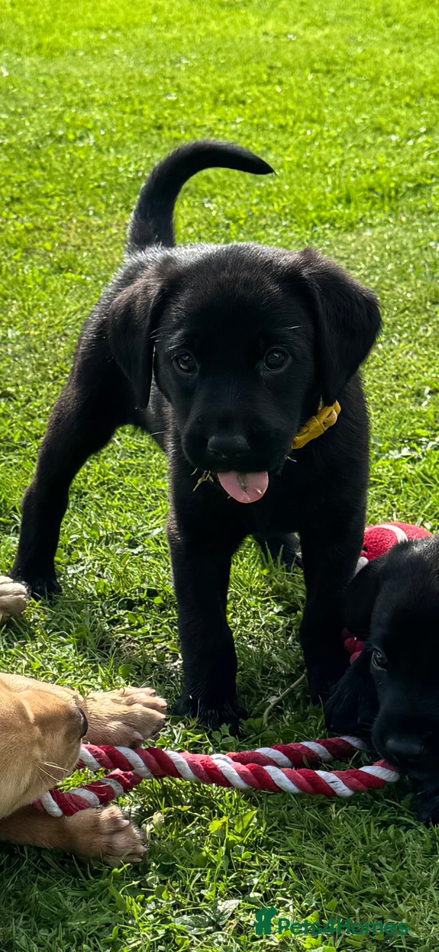Labrador Retriever dogs Superb Working Labrador Puppies - Advert 2
