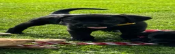 Labrador Retriever dogs for sale: Superb Working Labrador Puppies - Advert 2