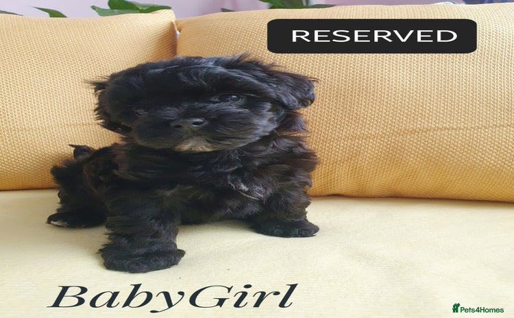 Maltipoo dogs - Advert 8