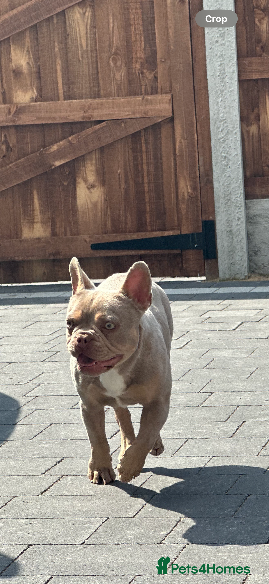 French Bulldog dogs for sale: French Bulldog - Pearl🔯 - Advert 6