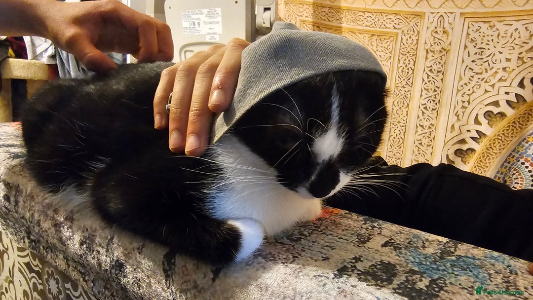 Bombay cats for sale: Selling 3 friendly kitten 😸 ♥️  - Advert 8