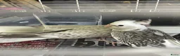 Cockatiels birds for sale: Baby cockatiels for sale - read ad for prices  - Advert 7