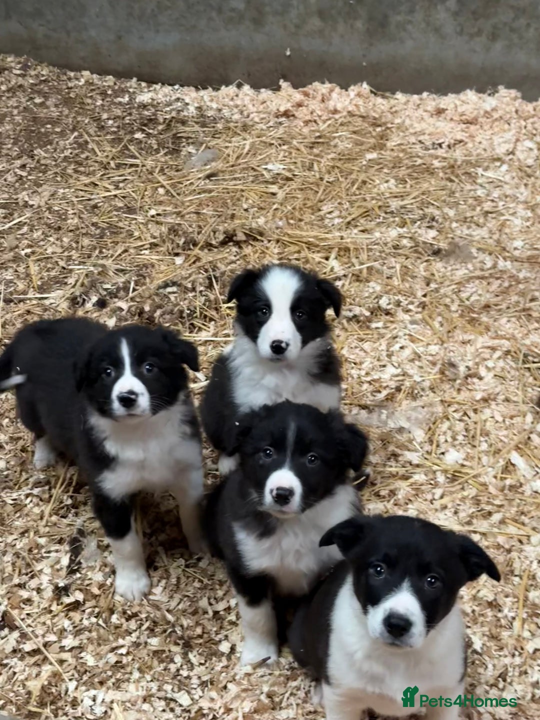 Border Collie dogs for sale: 7 border collie puppies 🐾 - Advert 1