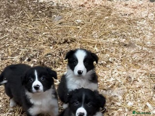 Border Collie dogs 7 border collie puppies 🐾 - Advert 17