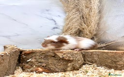 Guinea Pig rodents for sale: Multiple baby guinea pigs 💗 - Image 7