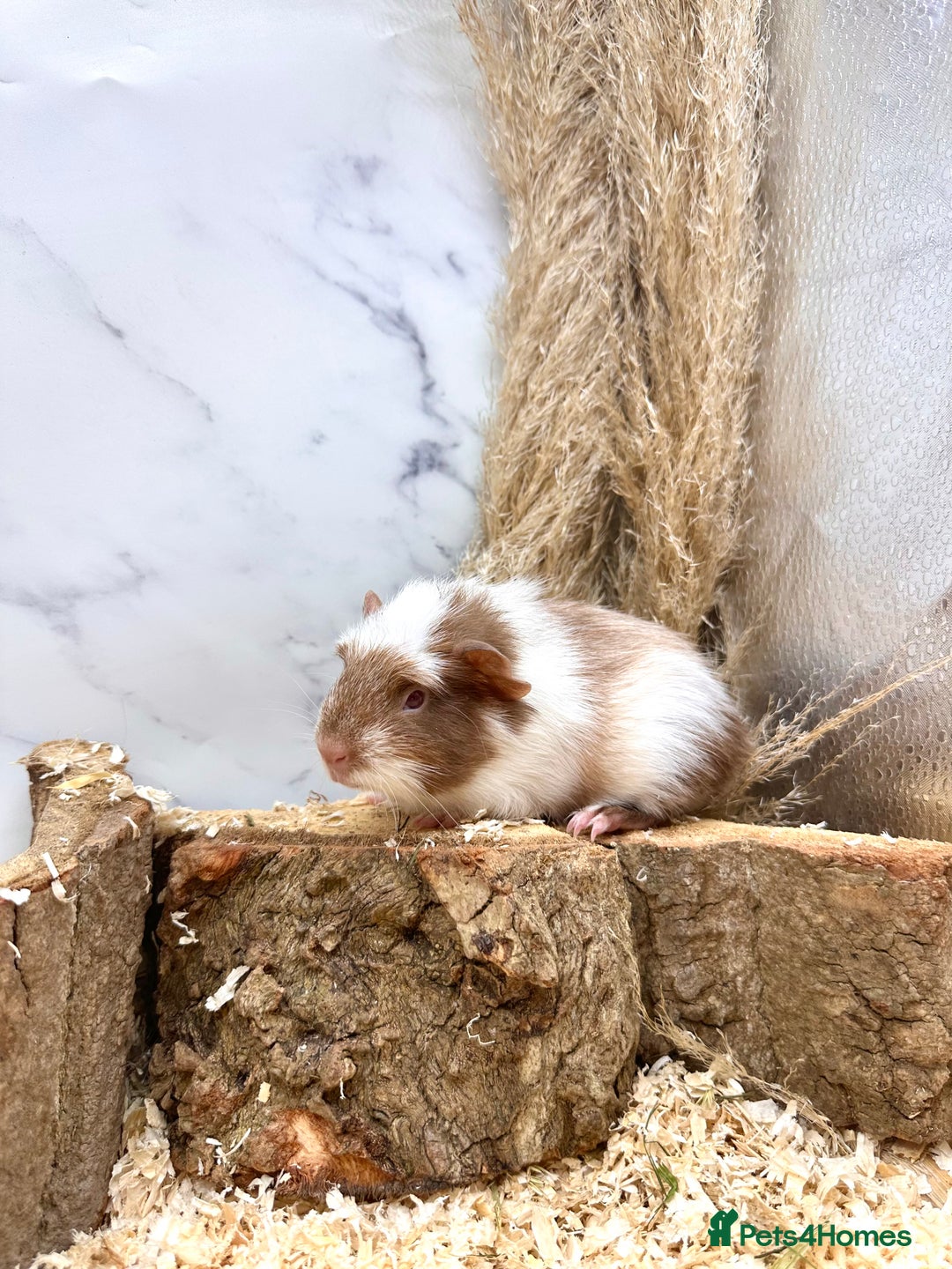 Guinea Pig rodents for sale: Multiple baby guinea pigs 💗 - Image 7