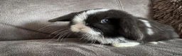 Mini Lop rabbits for sale: Beautiful Mini Lops Available to Reserve - Advert 17