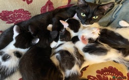 Mixed Breed cats for sale: 5 Beautiful kittens are available  - Image 2