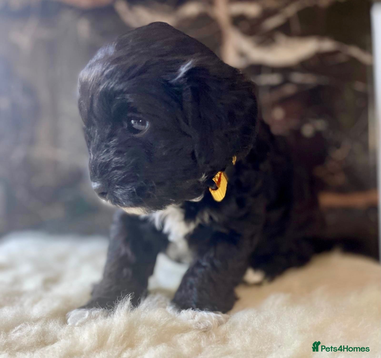 Shihpoo dogs Rare PRA clear health tested Shihpoo x Puppies  - Advert 1