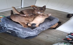 Burmese cats for sale: Stunning burmese kittens available. - Image 5