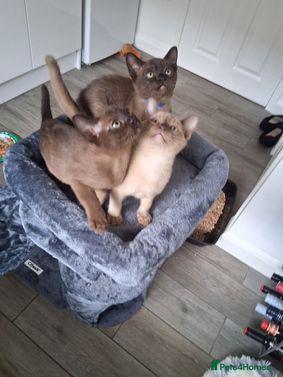 Burmese cats for sale: Stunning burmese kittens available. - Image 5