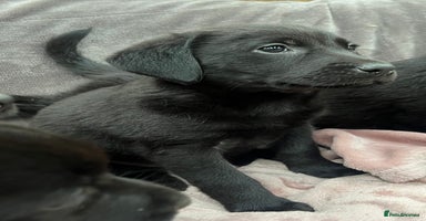 Labrador Retriever dogs - Advert 9