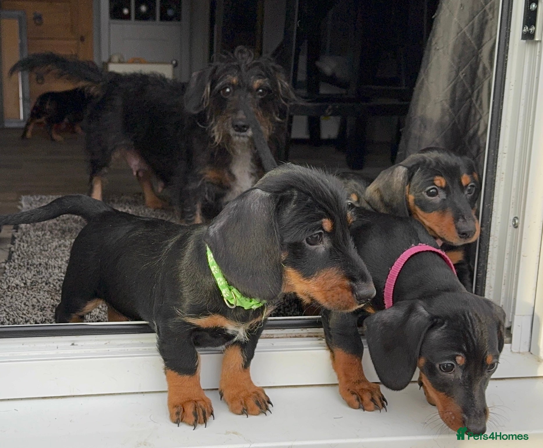 Dachshund dogs Gorgeous Standard wire haired & smooth Dachshunds - Advert 18