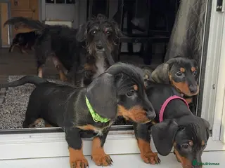 Dachshund dogs Standard Dachshunds smooth & wire-haired Teckels - Advert 9