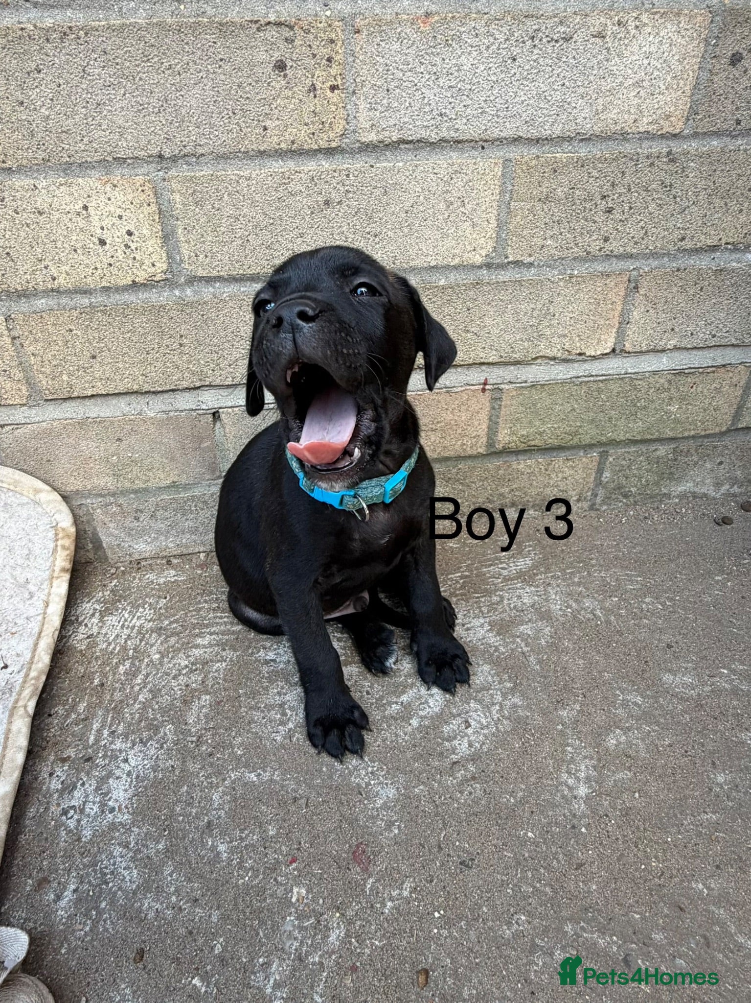 Staffordshire Bull Terrier dogs 9 Staff puppies - Advert 5