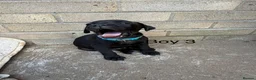 Staffordshire Bull Terrier dogs for sale: 9 Staff puppies - Advert 15