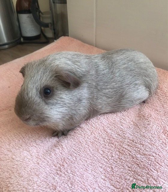 Guinea Pig rodents Tweed Boar - Advert 2