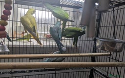 Parakeets birds for sale: Quaker parrots babies hand reared different colour - Image 2