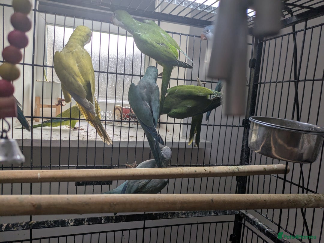 Parakeets birds for sale: Quaker parrots babies hand reared different colour - Image 2