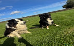 Border Collie dogs for sale: Superb litter of purebred Border Collie puppies  - Image 38