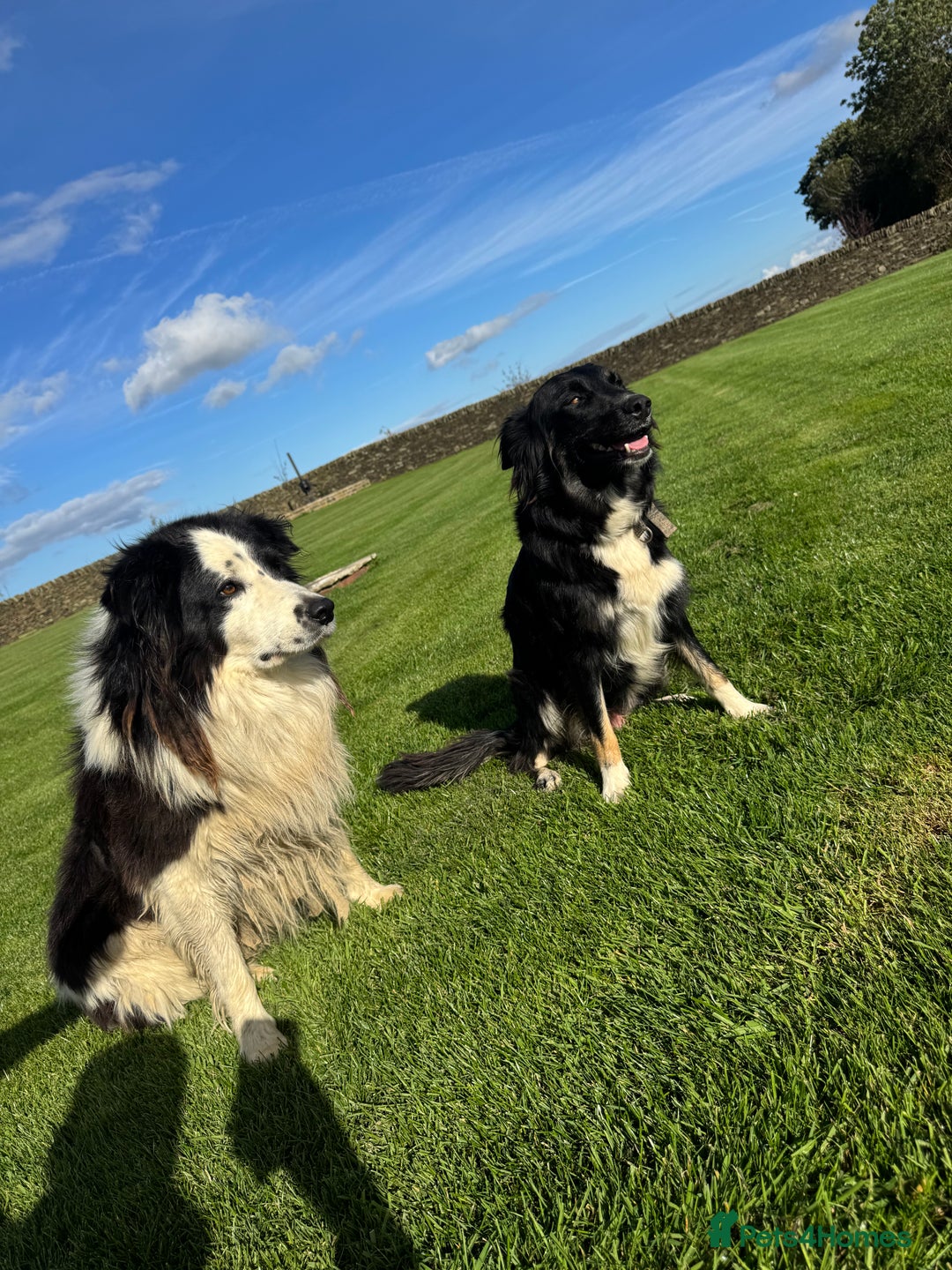 Border Collie dogs for sale: Superb litter of purebred Border Collie puppies  - Image 38