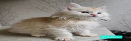 Maine Coon cats for sale: RARE Red High Silver Stunning Maine Coons Boys - Advert 13