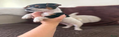Jack Russell 4