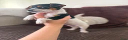 Jack Russell dogs for sale: 4 beautiful jack russells in Basildon - Advert 3