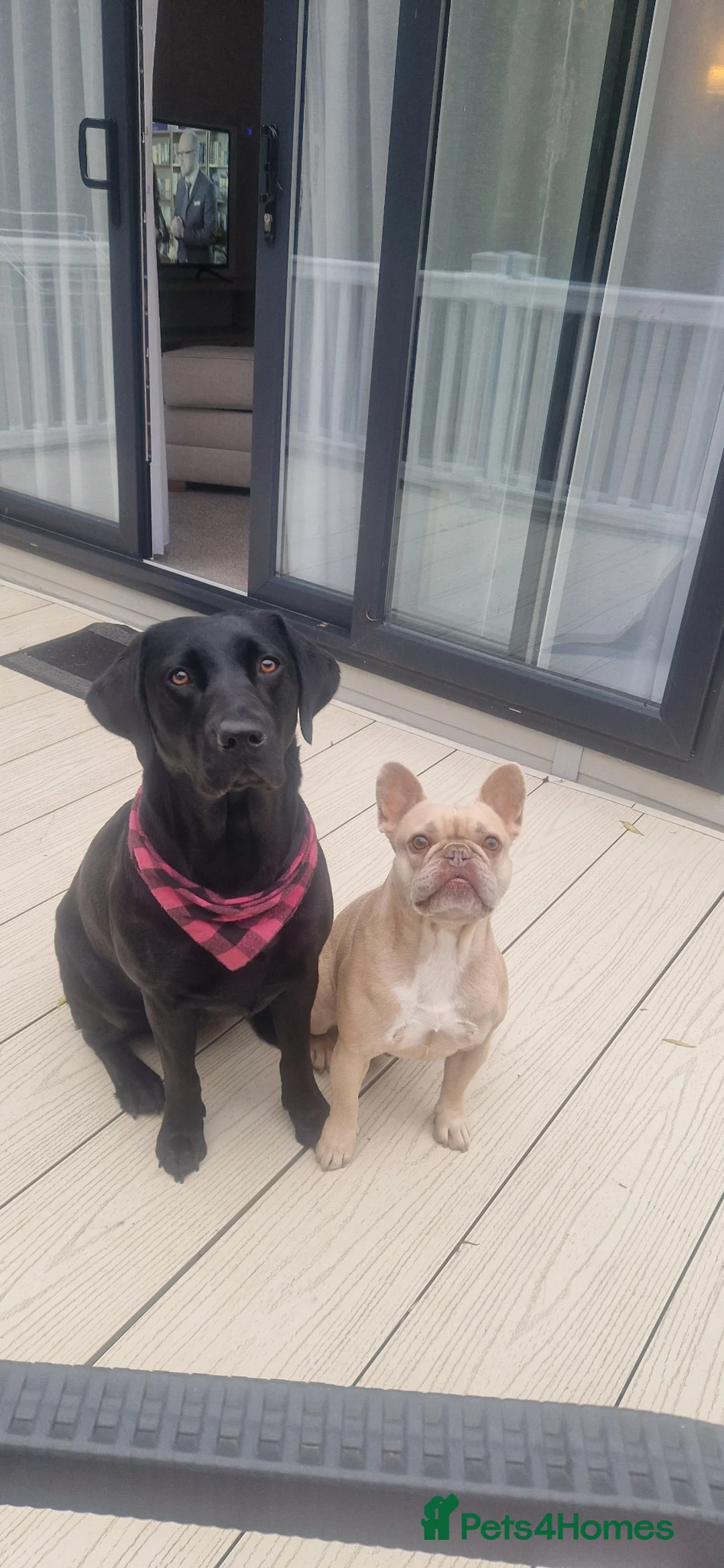 Springador dogs for sale: Springador puppy  - Advert 5