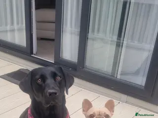 Springador dogs Springador puppy - Advert 1