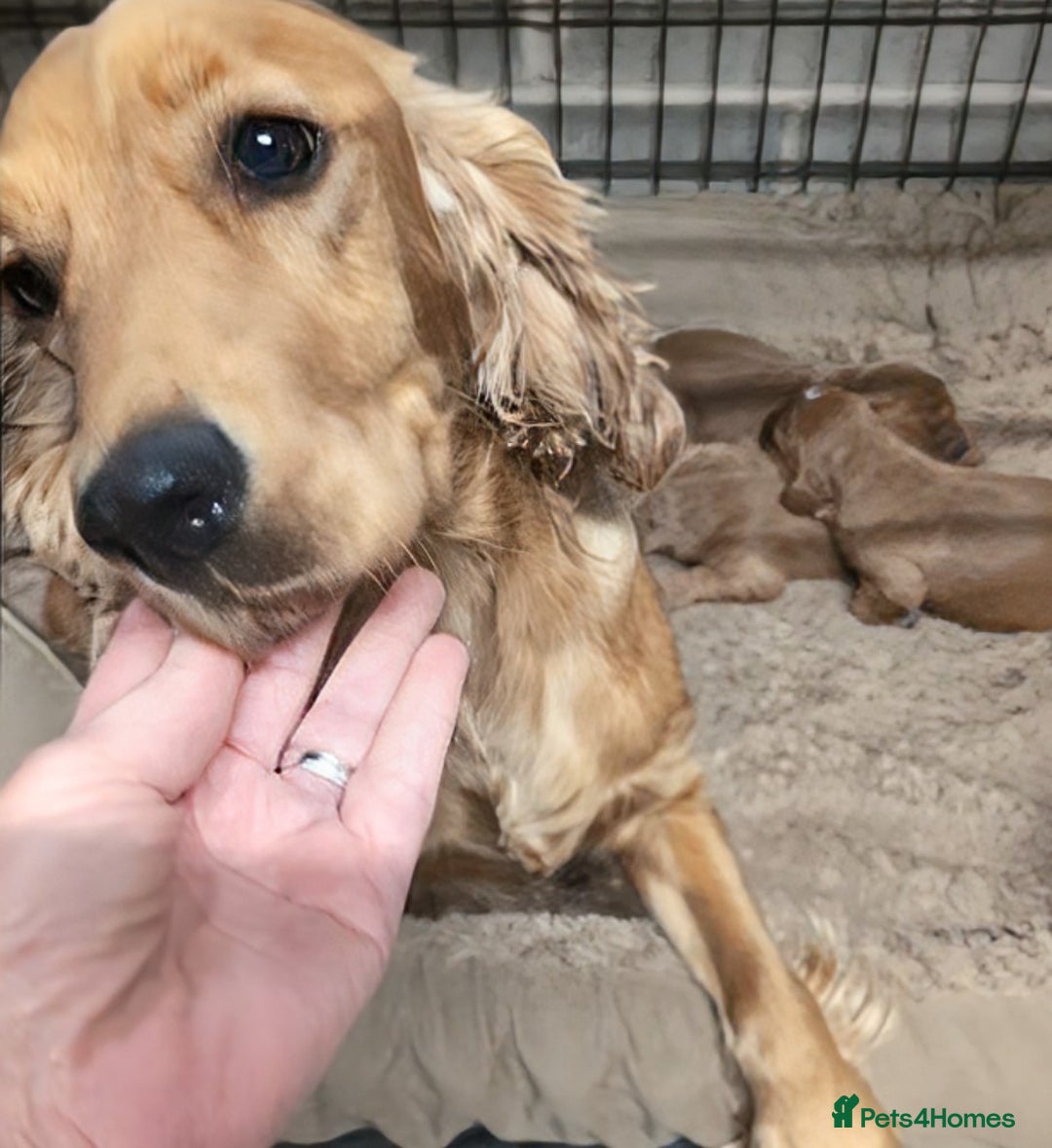 Cockalier dogs for sale: Stunning Health Tested Cockalier Puppies - Image 22