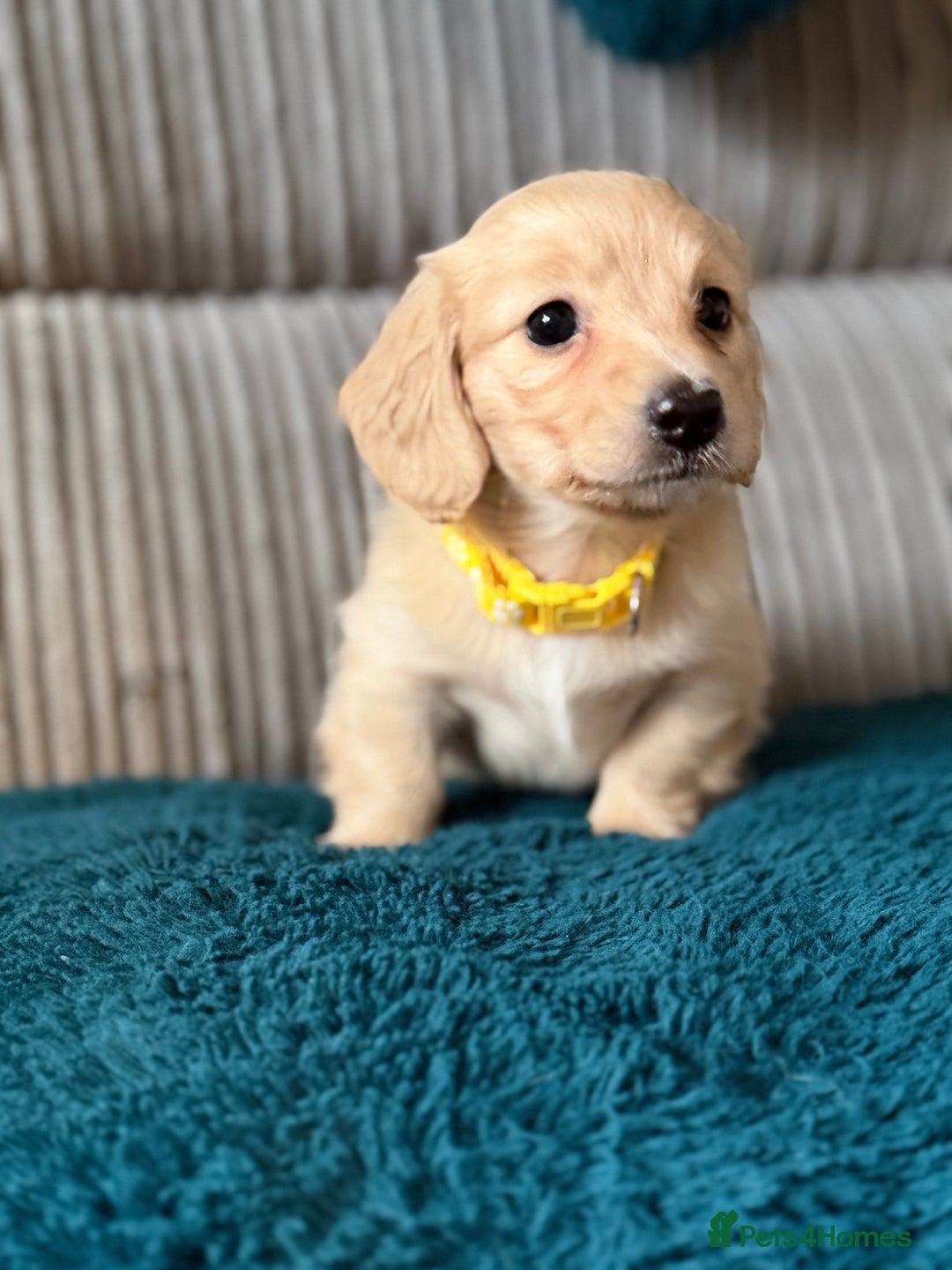 Dachshund dogs for sale: Mini long haired cream/shaded cream girls  - Advert 8