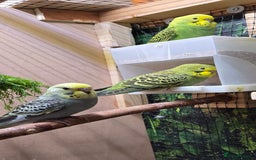 Budgerigars birds for sale: Young budgerigars for sale. - Image 23