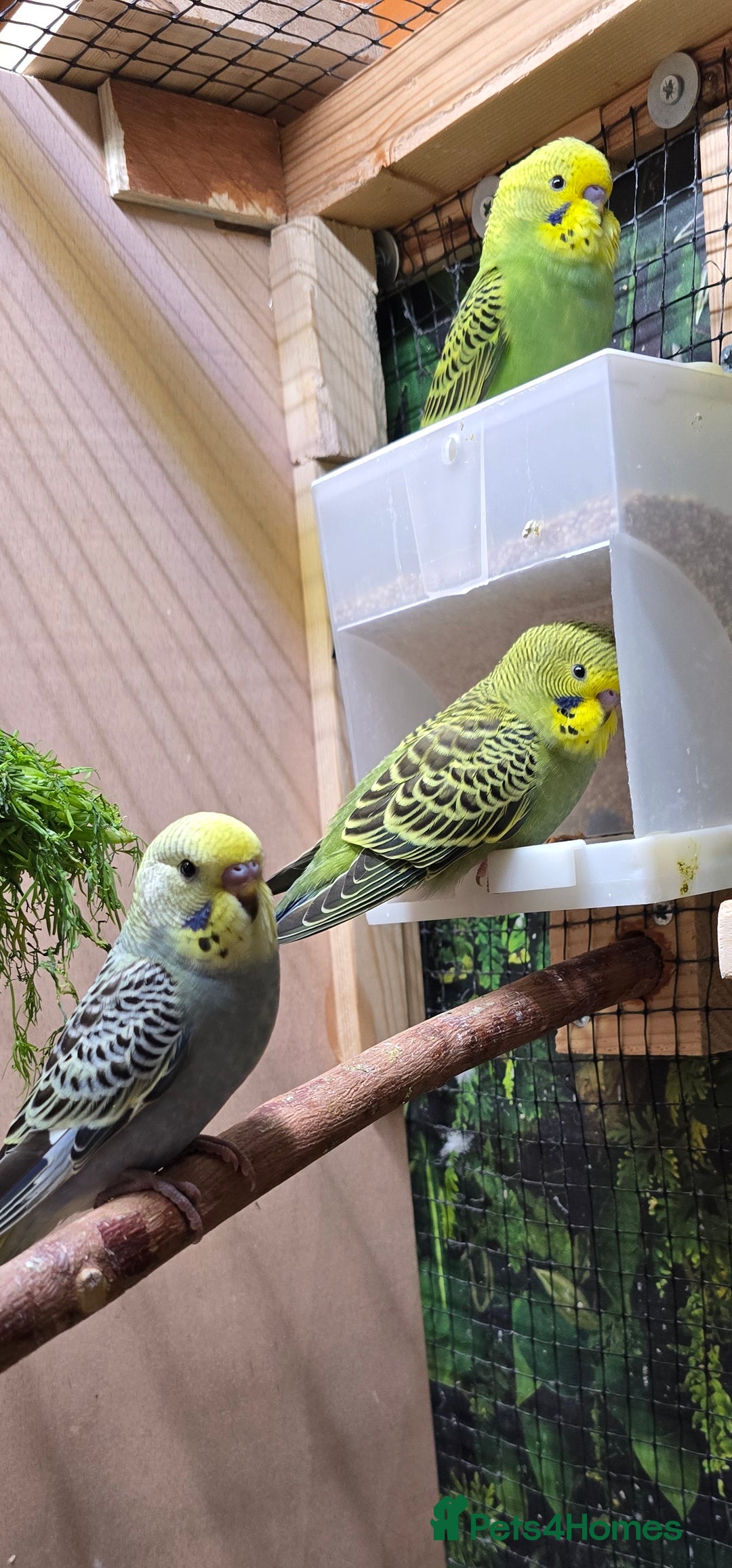 Budgerigars birds for sale: Young budgerigars for sale. - Image 23