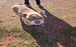 English Bulldog dogs for sale: English Bulldog and Everything he needs. - Image 5