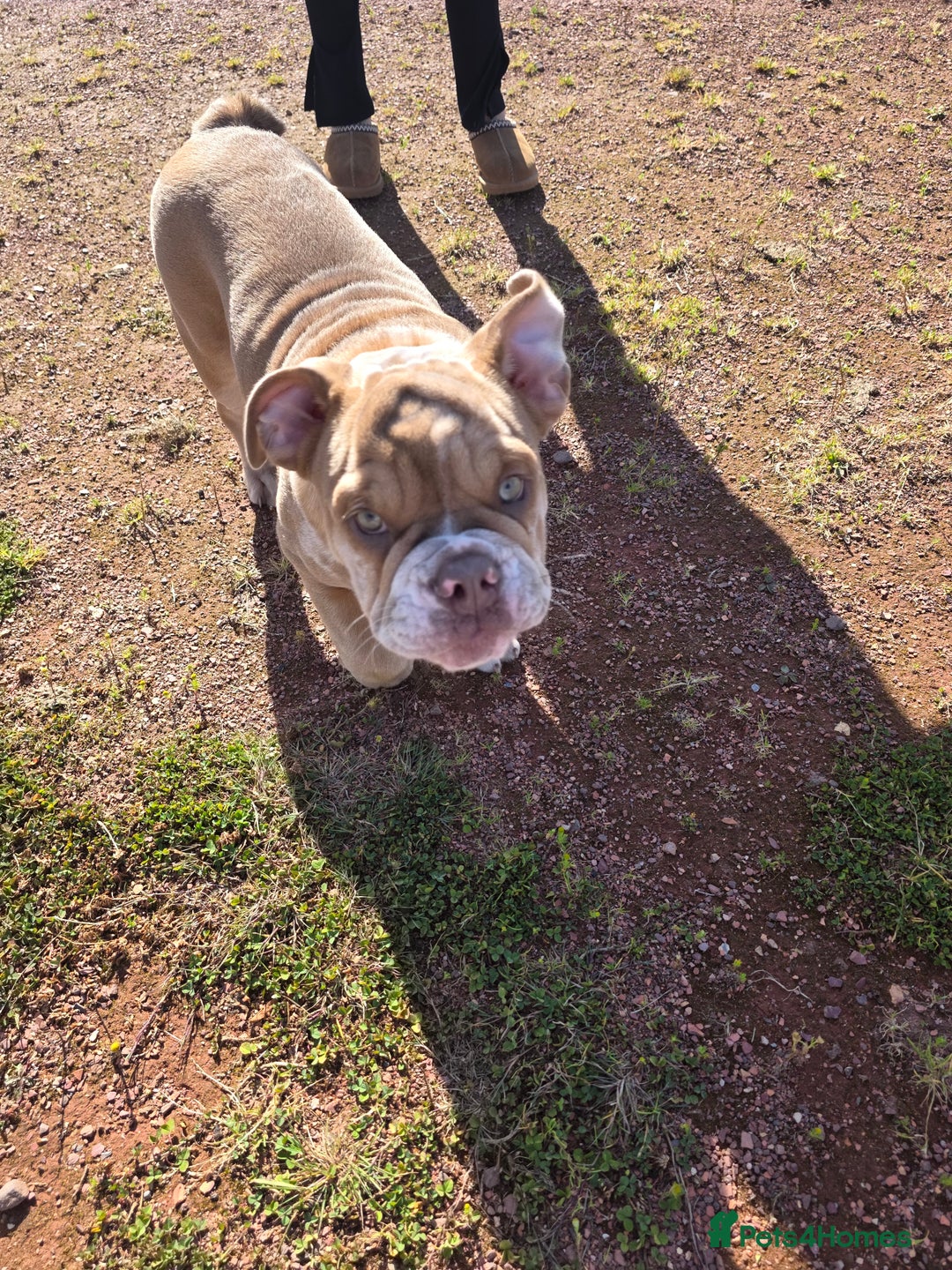 English Bulldog dogs for sale: English Bulldog and Everything he needs. - Image 5