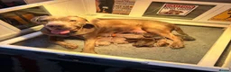 Cane Corso dogs for sale: 5 Towns Italian Cane Corso 2nd Spring litter  - Advert 40
