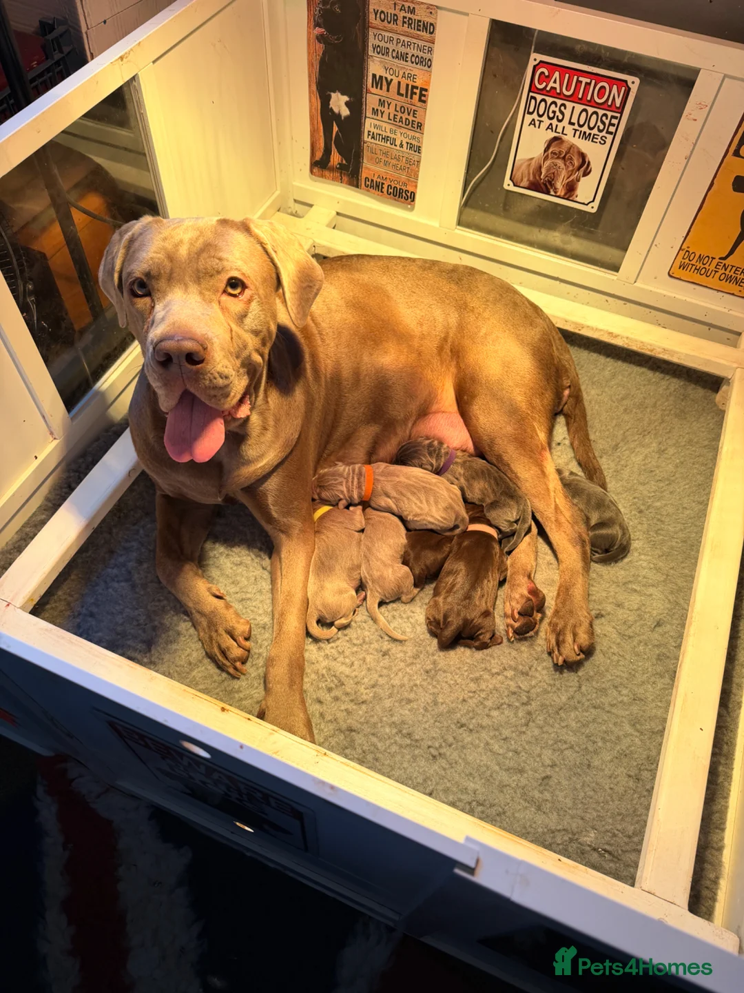 Cane Corso dogs for sale: 5 Towns Italian Cane Corso 2nd Spring litter  - Advert 40